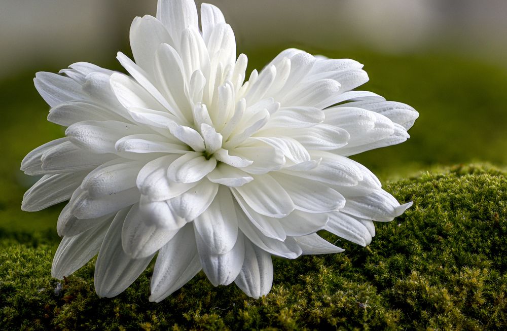 Photograph by Alex Kalpus