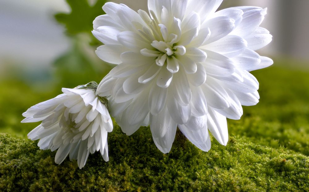 Photograph by Alex Kalpus