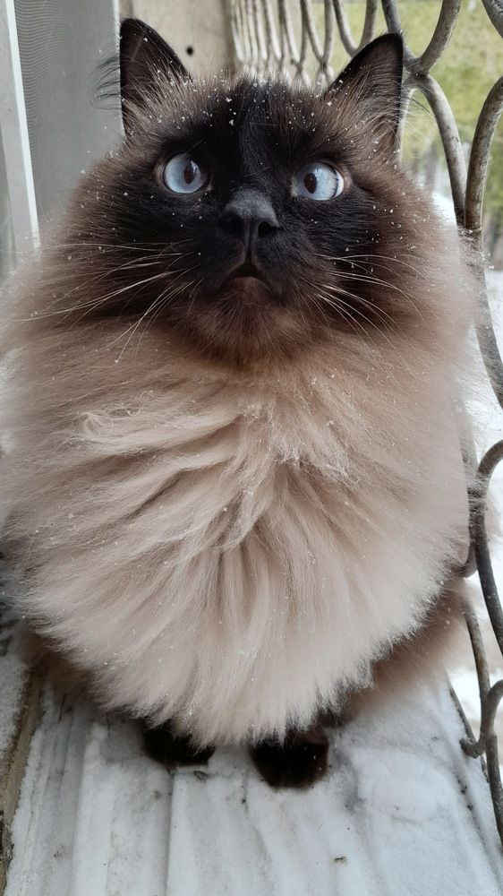 Фотография автора Анна Морозова