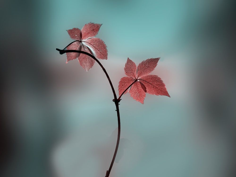 Photograph by Loreta Tepshi