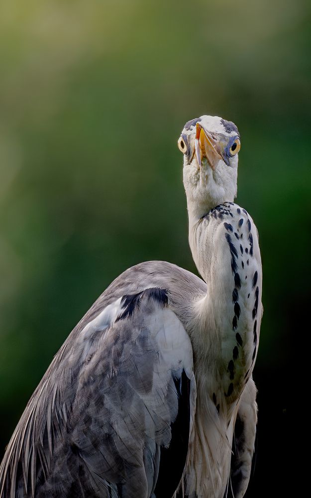 Photograph by Ravindu Attanayake