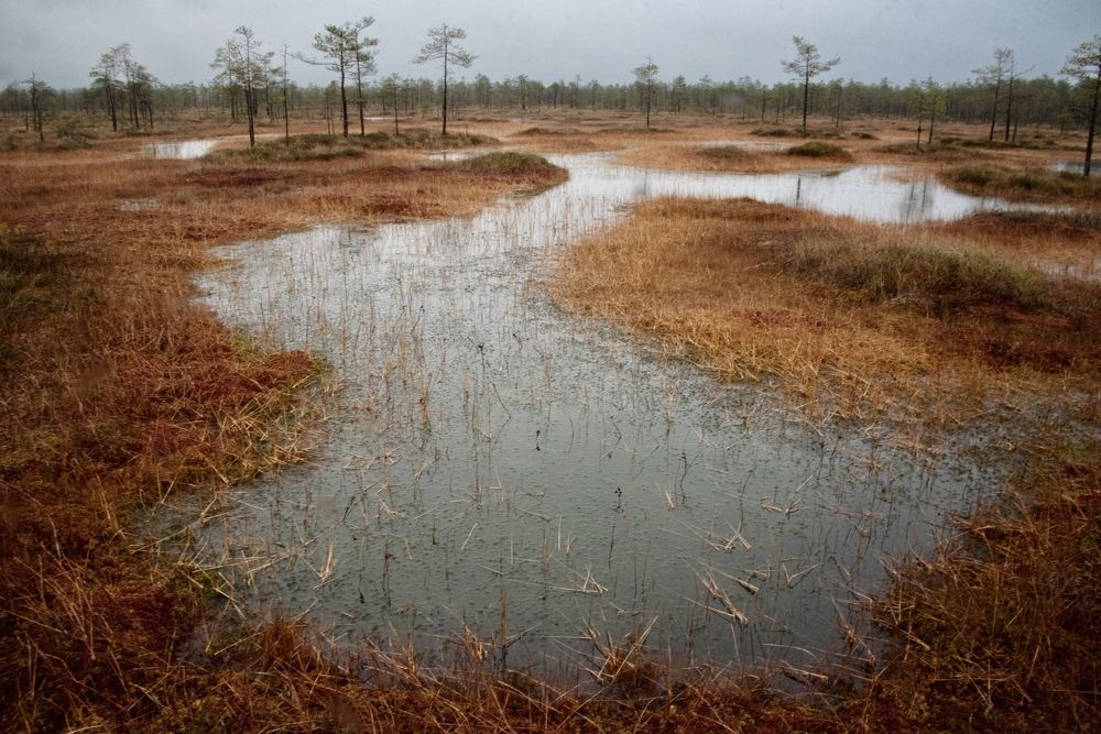 Болотная осень