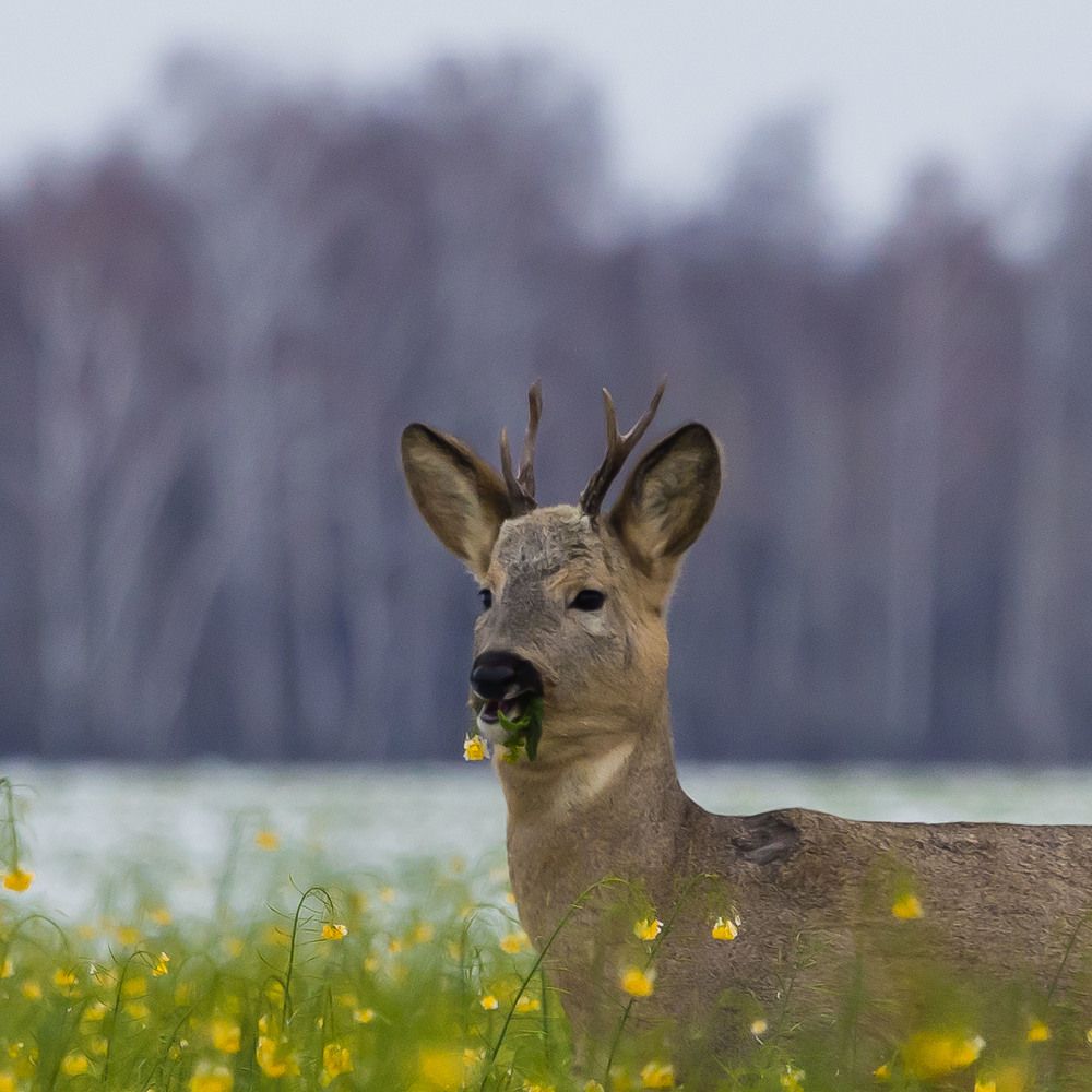 Photograph by Максим Фролов