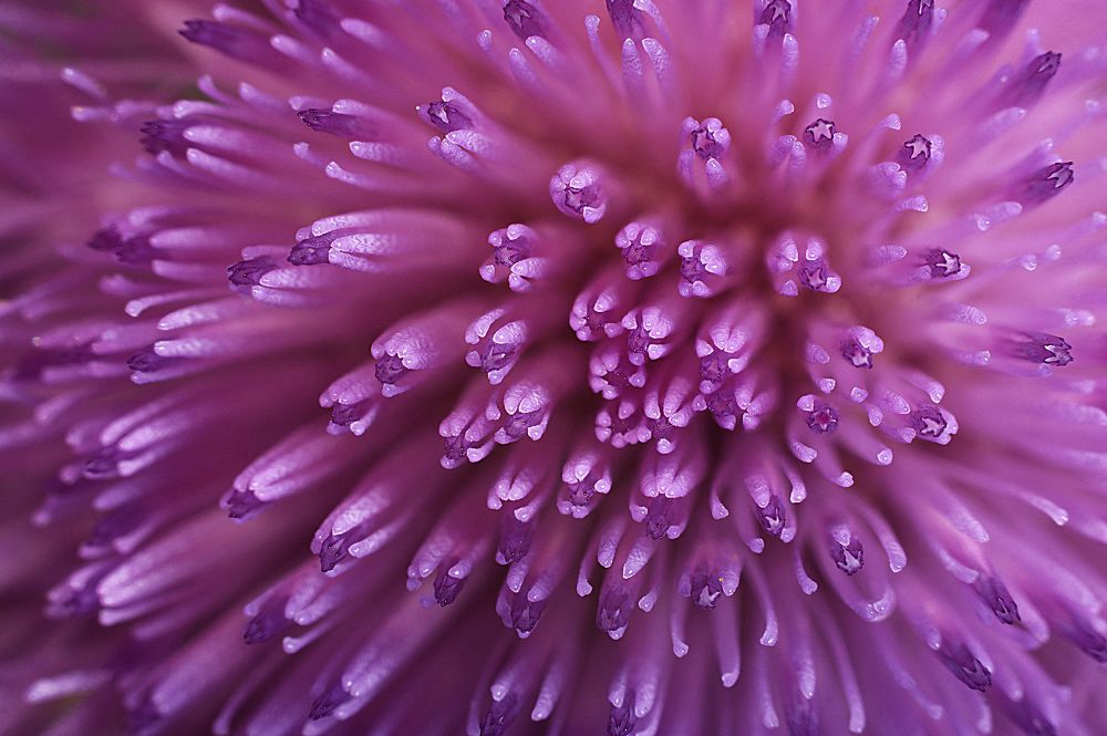 Цветок чертополоха