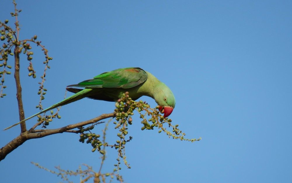 Hyperactive parrot atop a tree