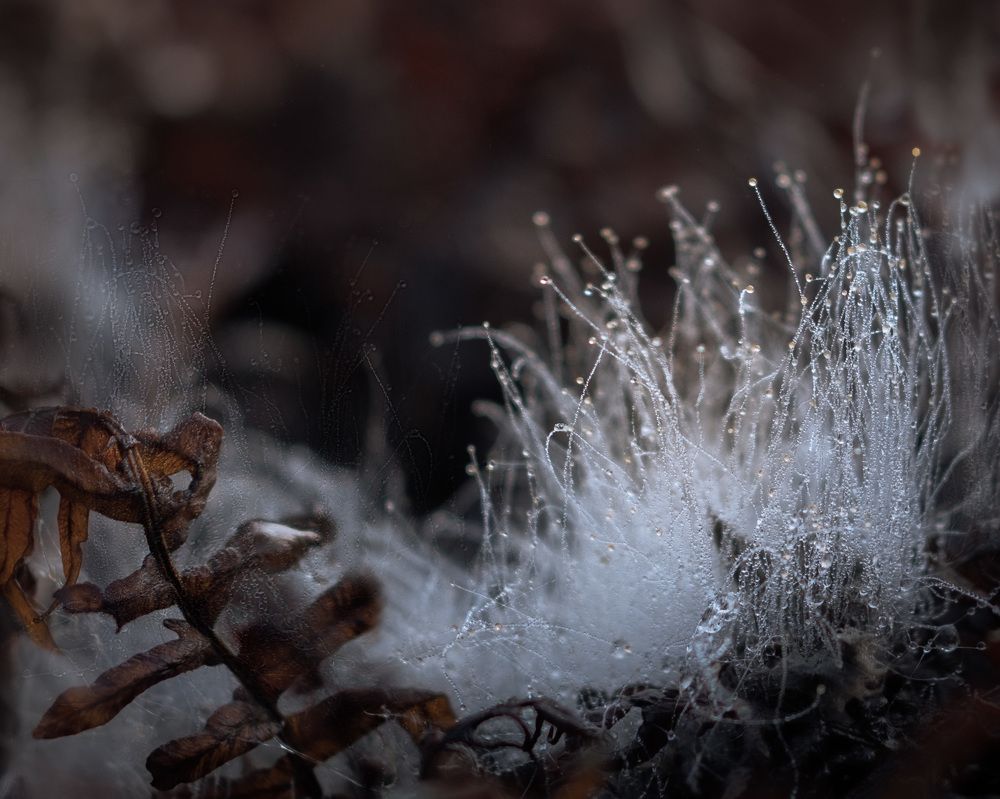 Photograph by LYUDMYLA POKRYSHEN