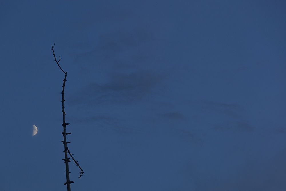 Фотография автора Лариса Кисурина