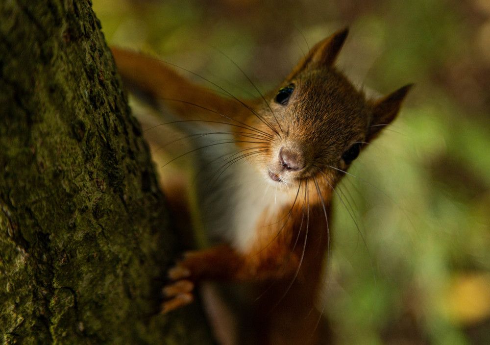 Фотография автора Алексей Тимофеев