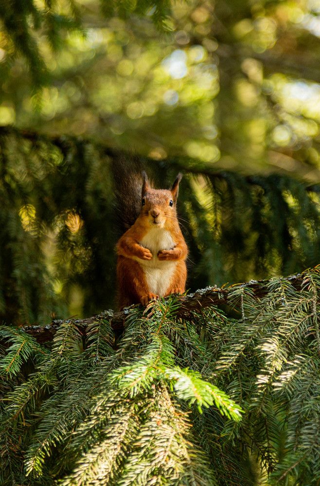 Фотография автора Алексей Тимофеев