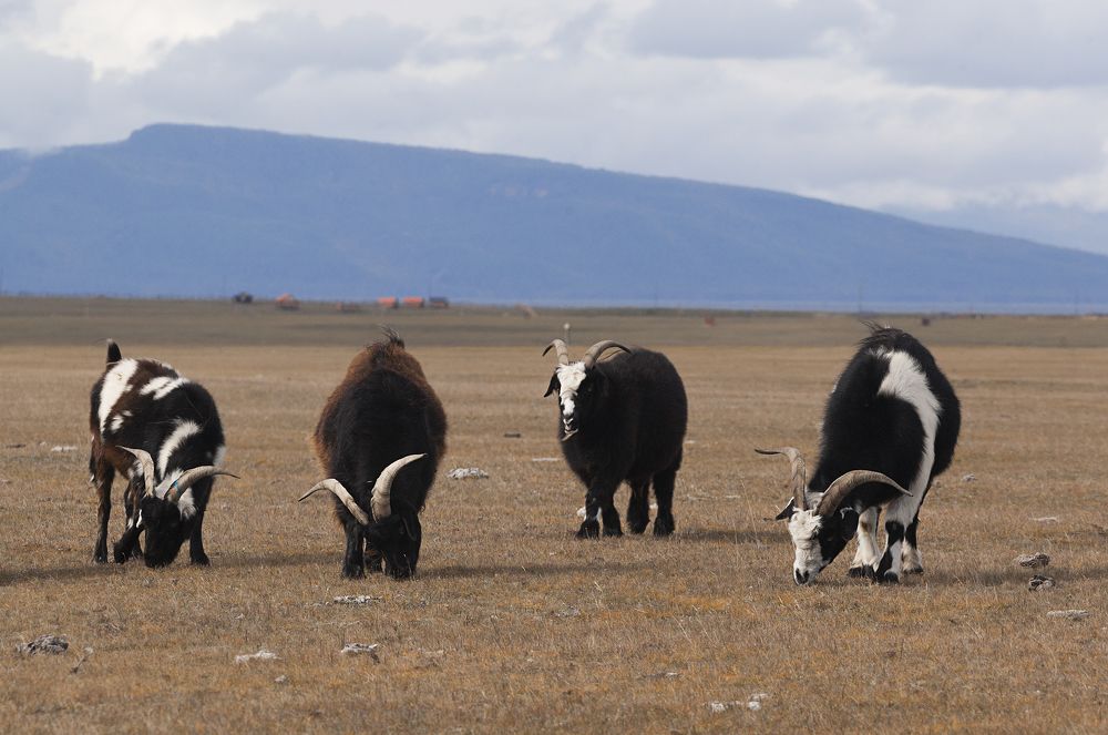 Фотография автора Лариса Кисурина
