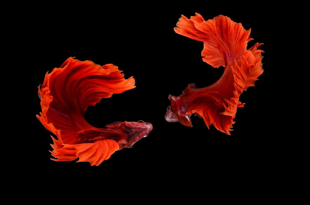 Photograph by Tinh Dang thanh