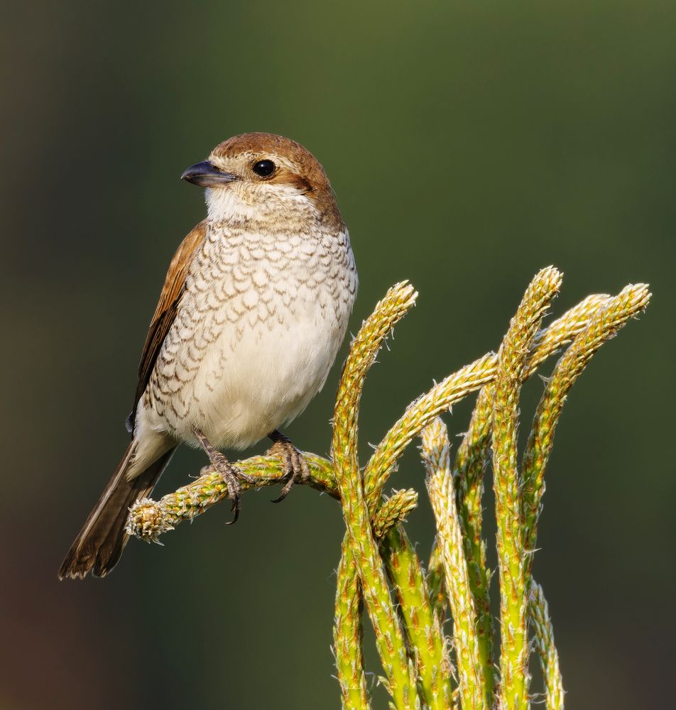 Обыкновенный жулан. (Lanius collurio)