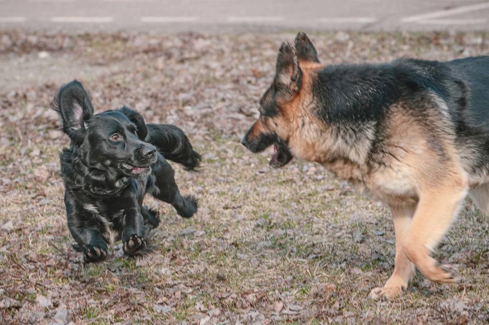 Я Чёрный Джек! Давай поиграем!