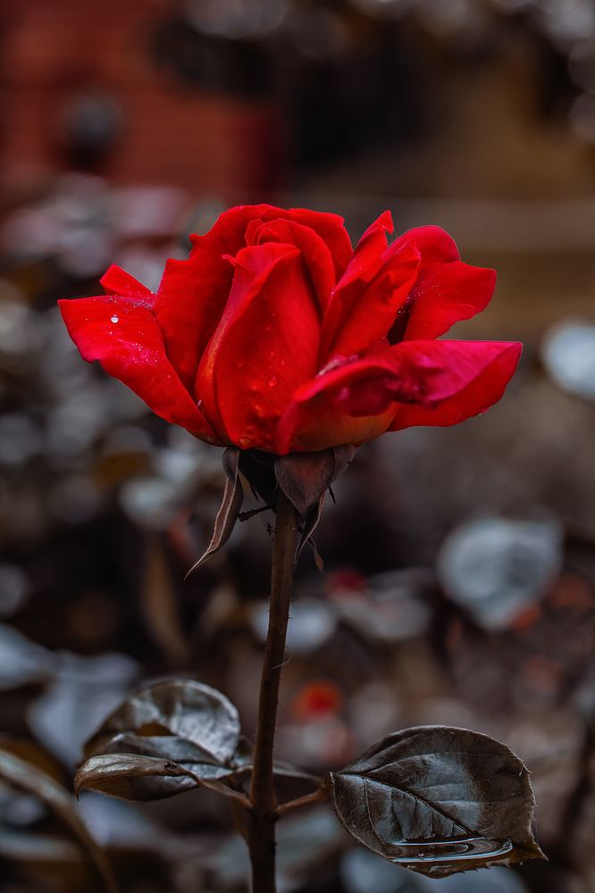 Photograph by Lana Soldatova