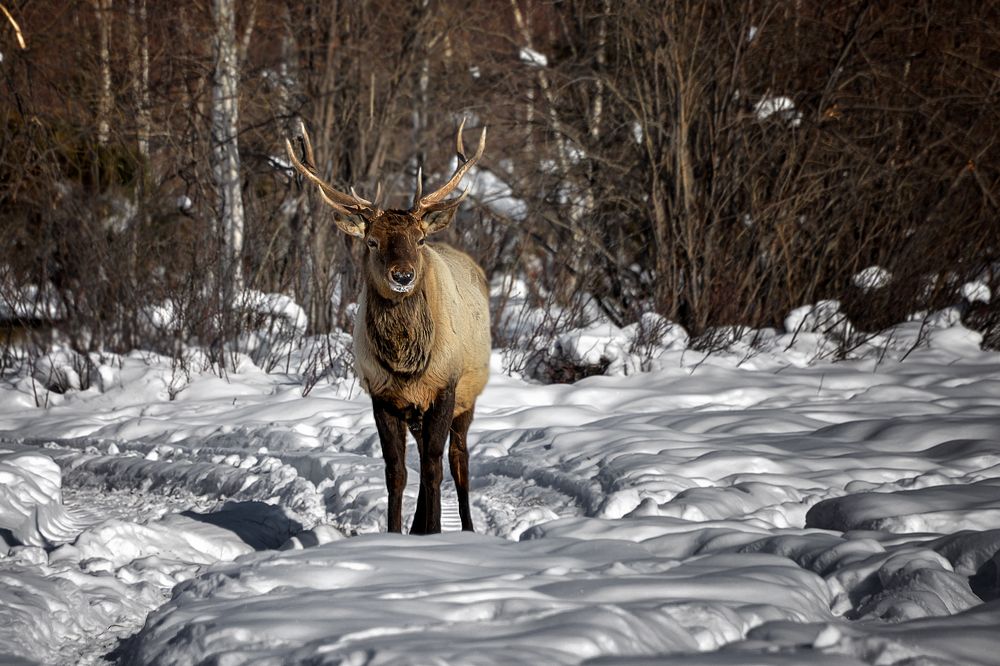 Photograph by Александр Шипиленко
