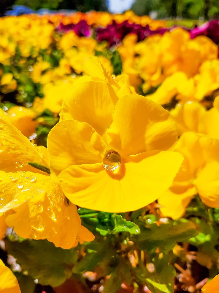 Фотография автора Светлана Дунаева