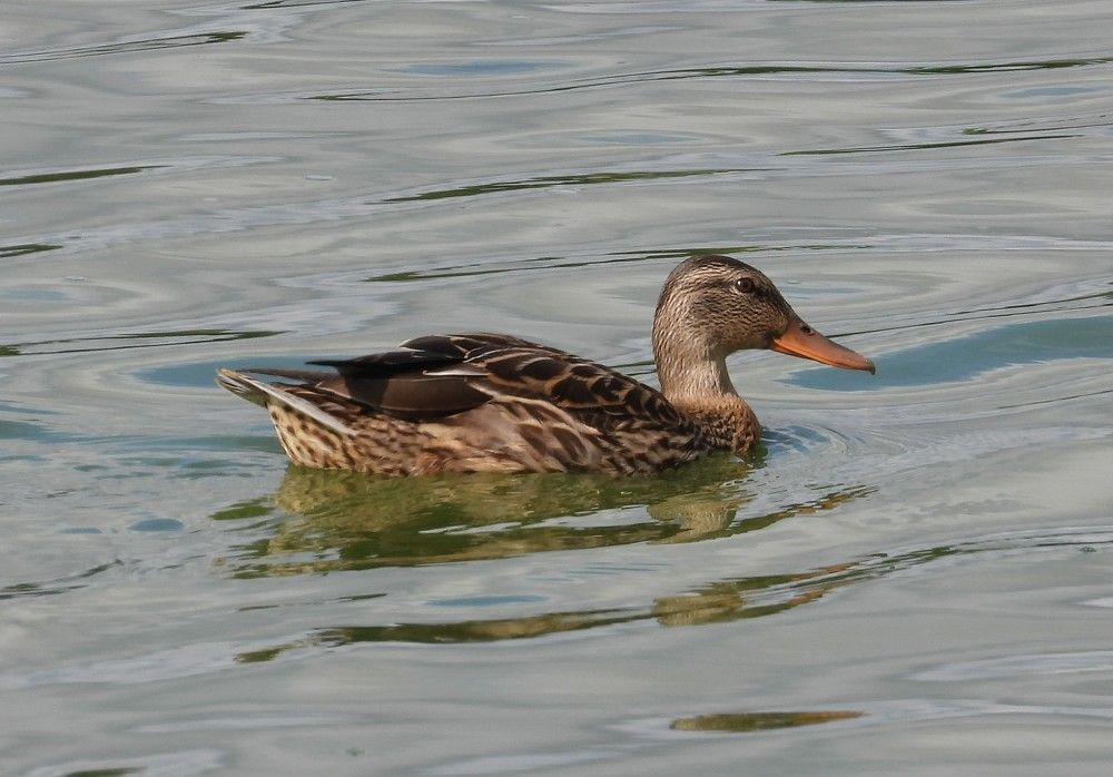 Photograph by Владимир Джерихов