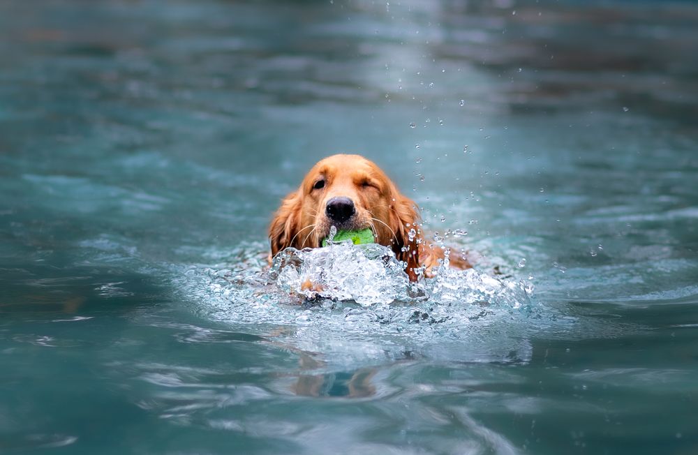 Photograph by Harsha Devalla