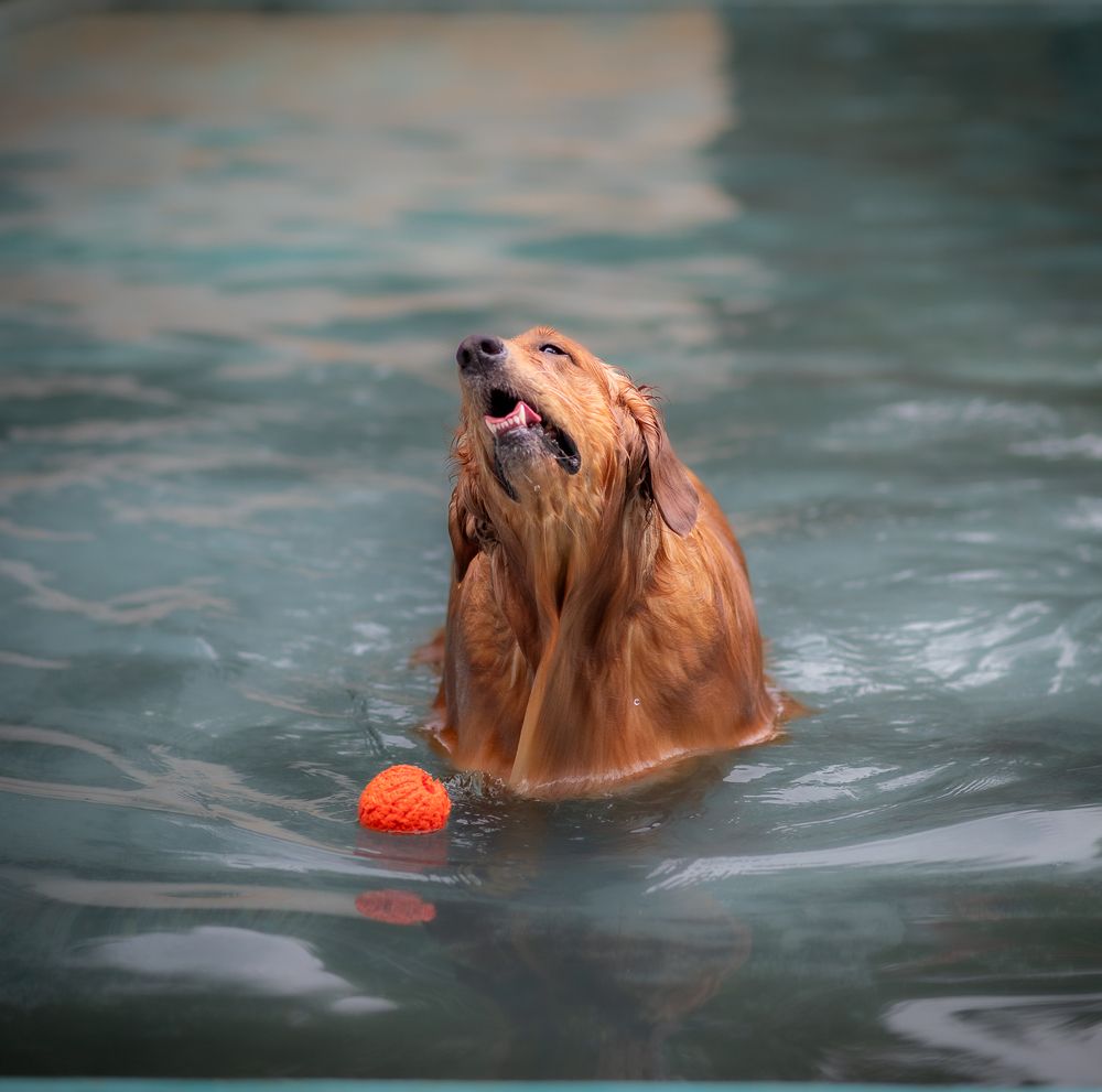 Photograph by Harsha Devalla