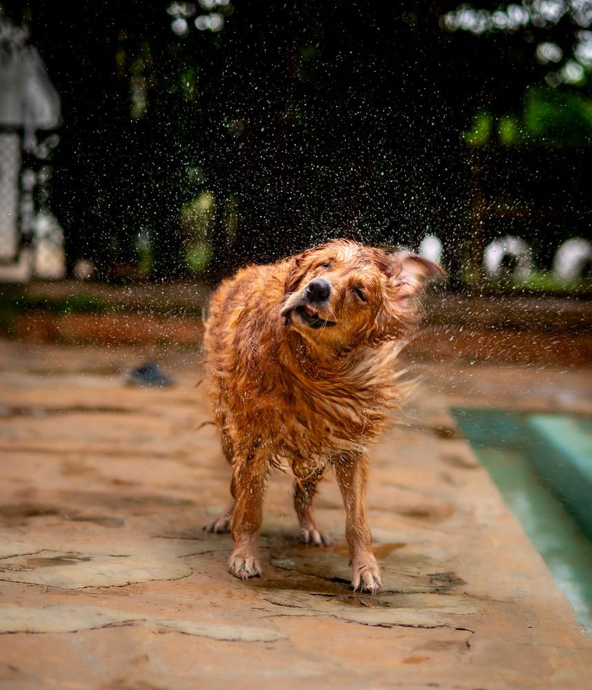 Photograph by Harsha Devalla