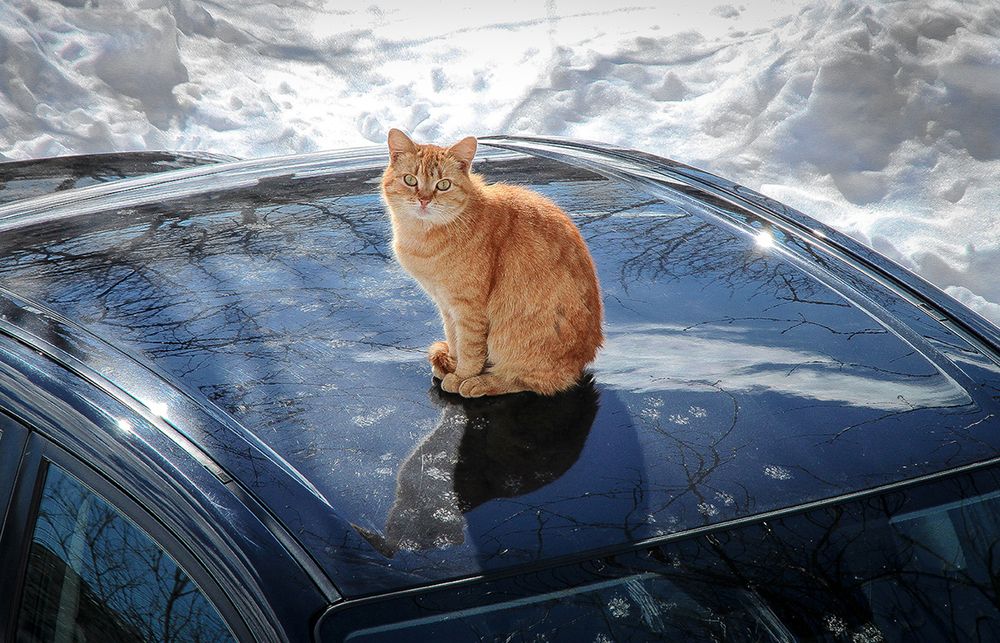 С весной вас !