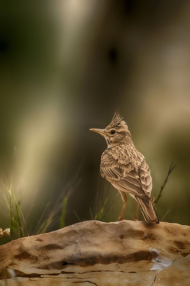 Photograph by bahman mohammed
