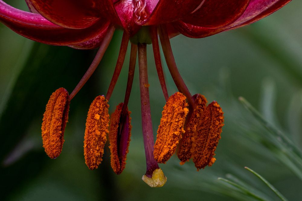 Photograph by Наталия Шинкевич