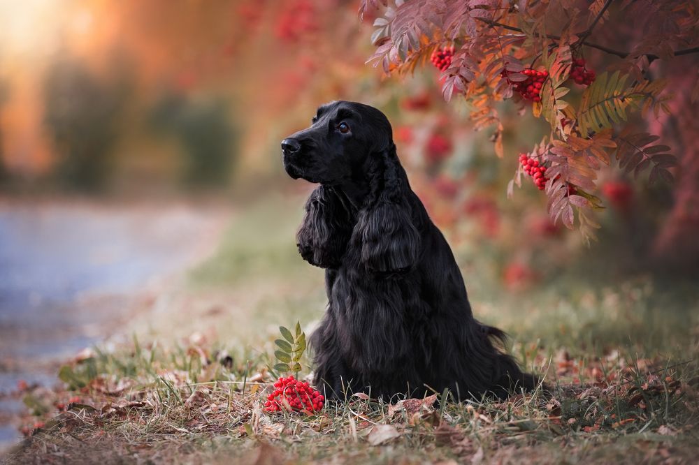 Рябиновый закат