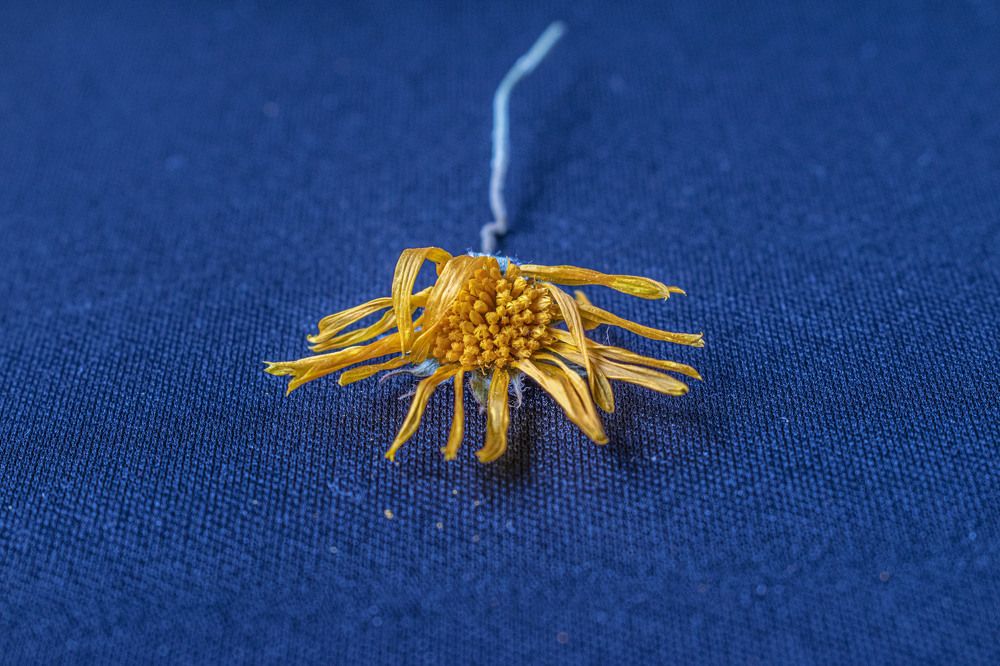 Photograph by Оксана Губанова