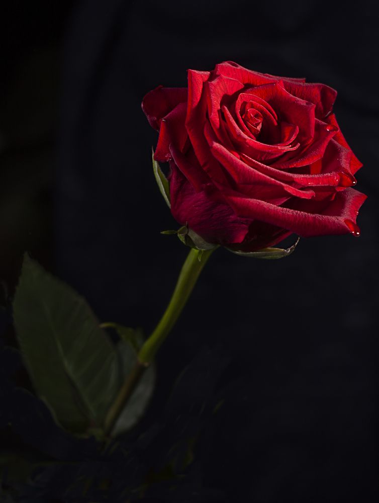 Нежная роза в темном ключе