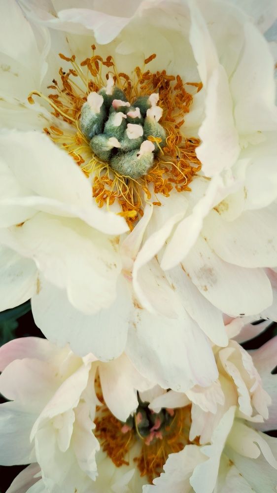 Photograph by Наталья Калюнова