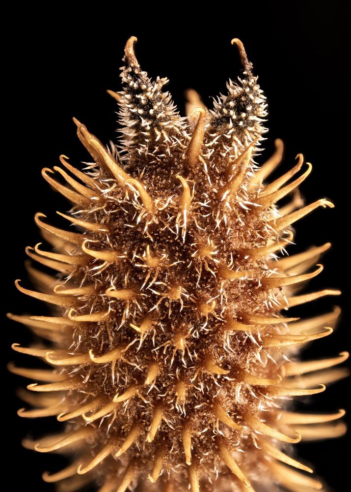 Photograph by Сергей Солобчук