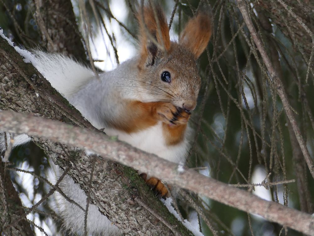 Photograph by Александр Кизим