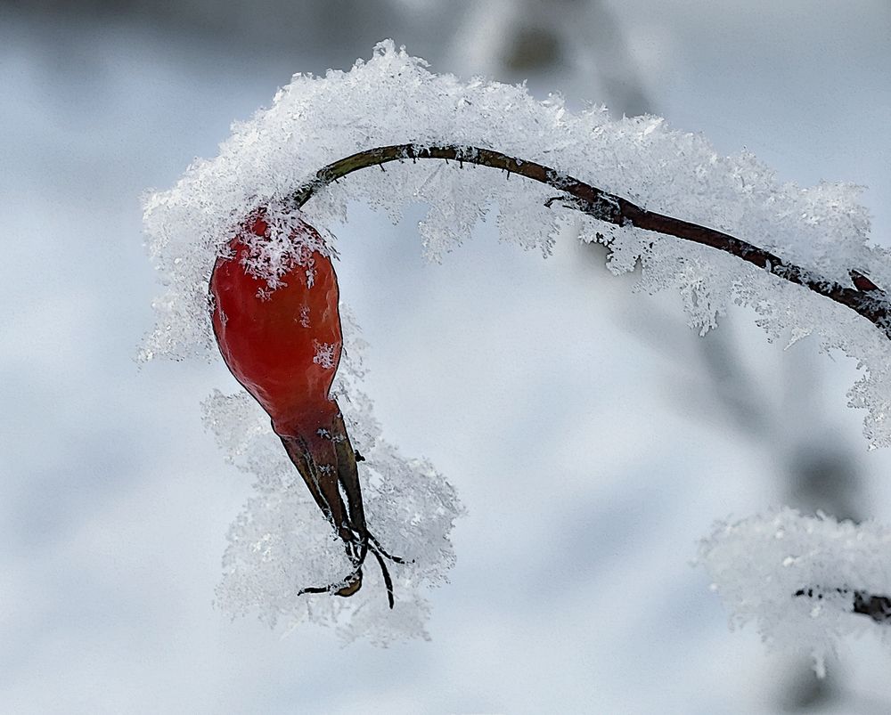 Фотография автора Светлана Бакулина