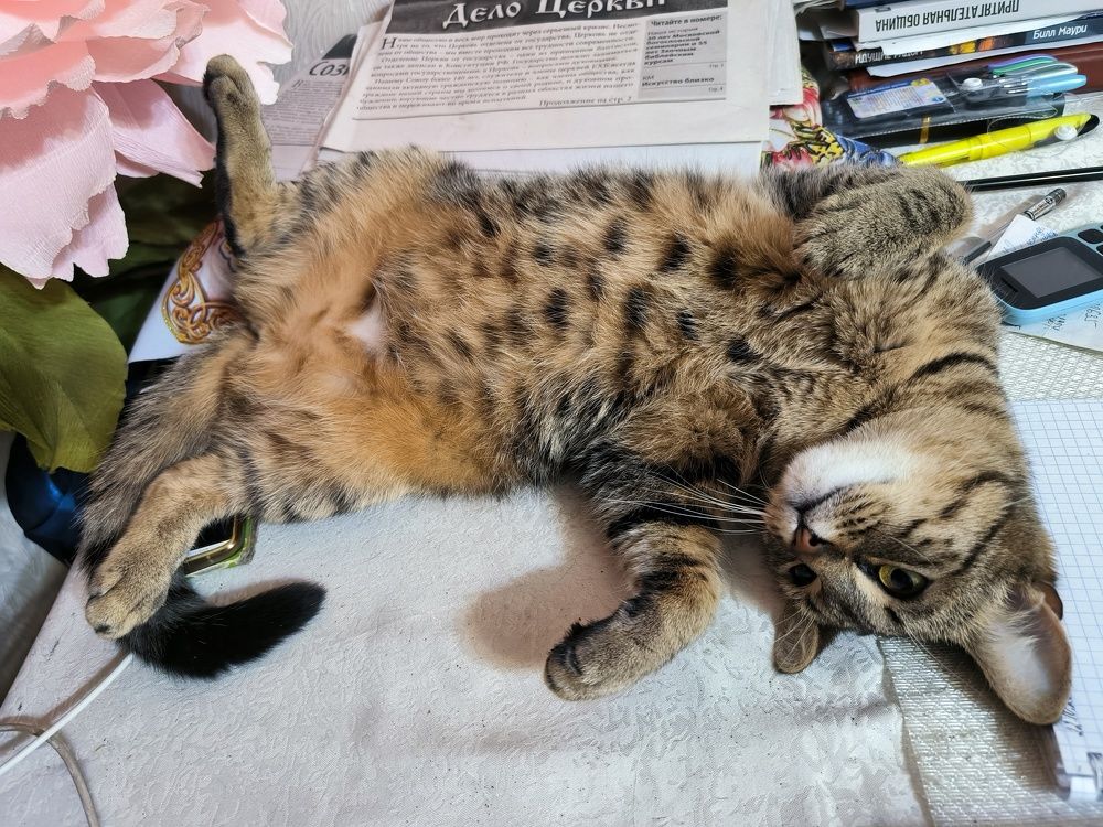 I will help you with your work right now!