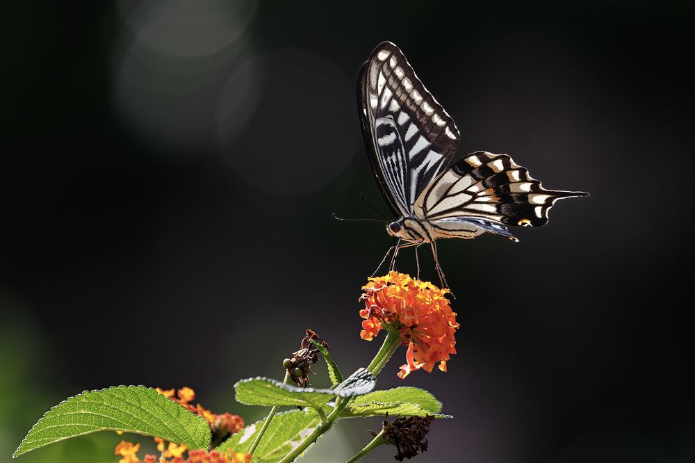 Photograph by Benny Chan