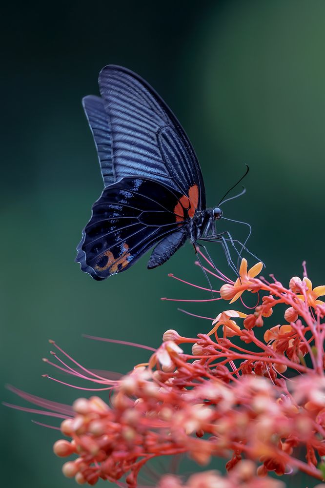 Photograph by Benny Chan