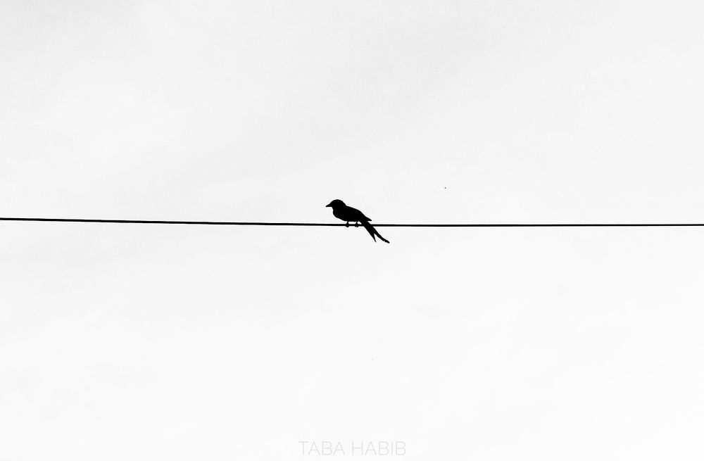 Photo #9767943