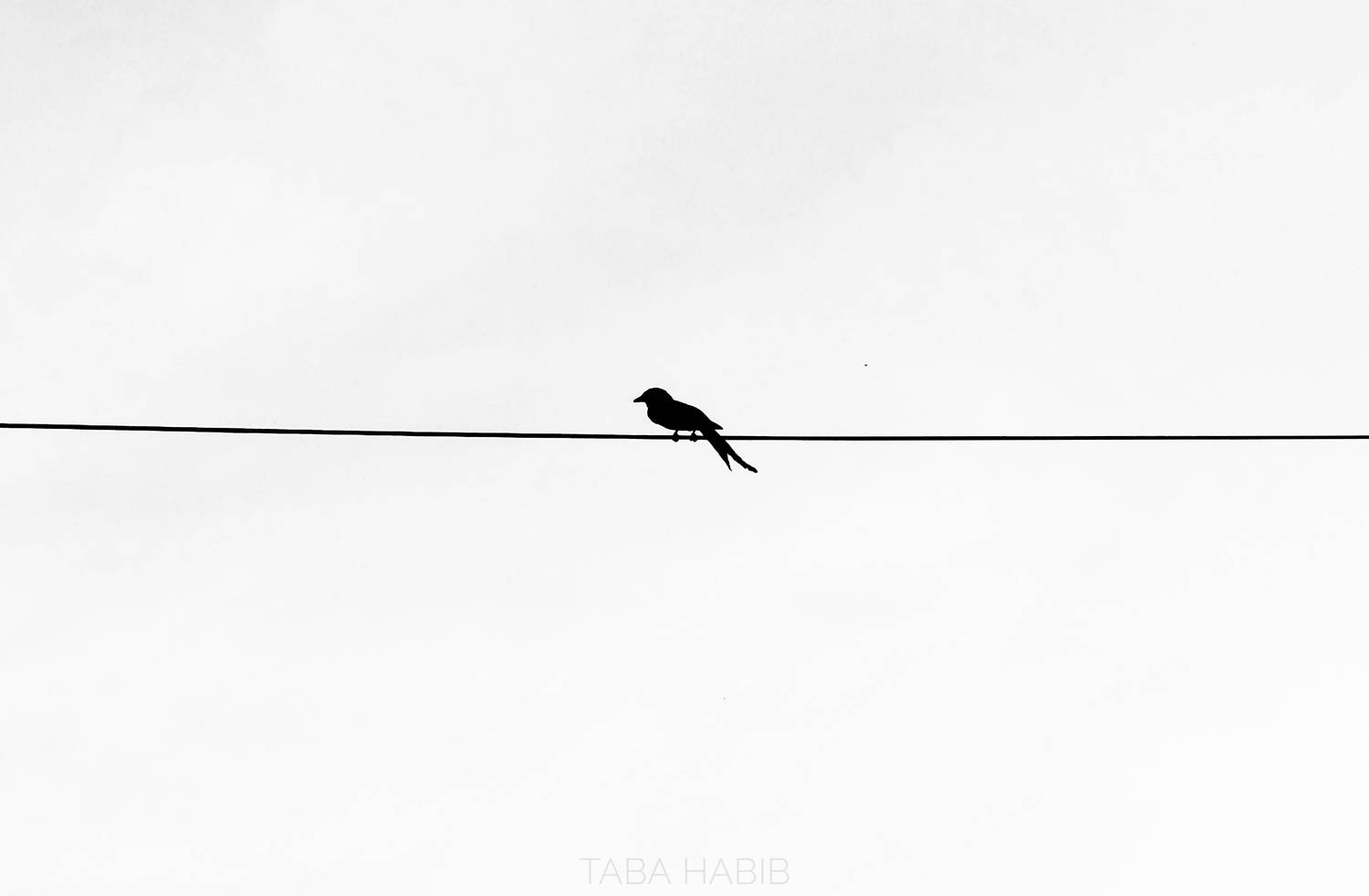 Photo #9767943
