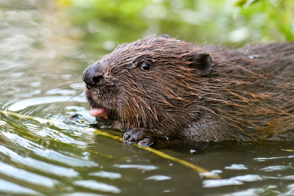 Бобровый язычок