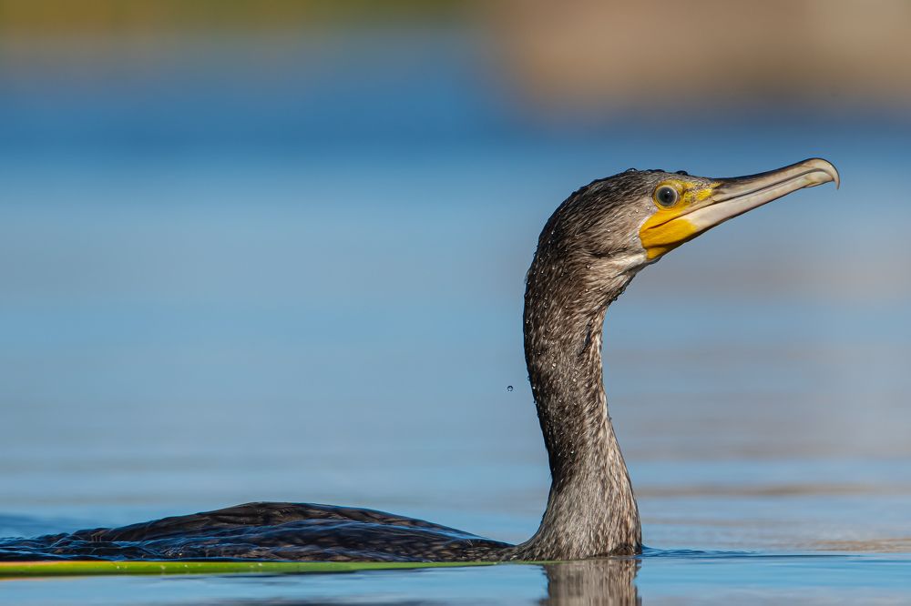 Гордый профиль.
