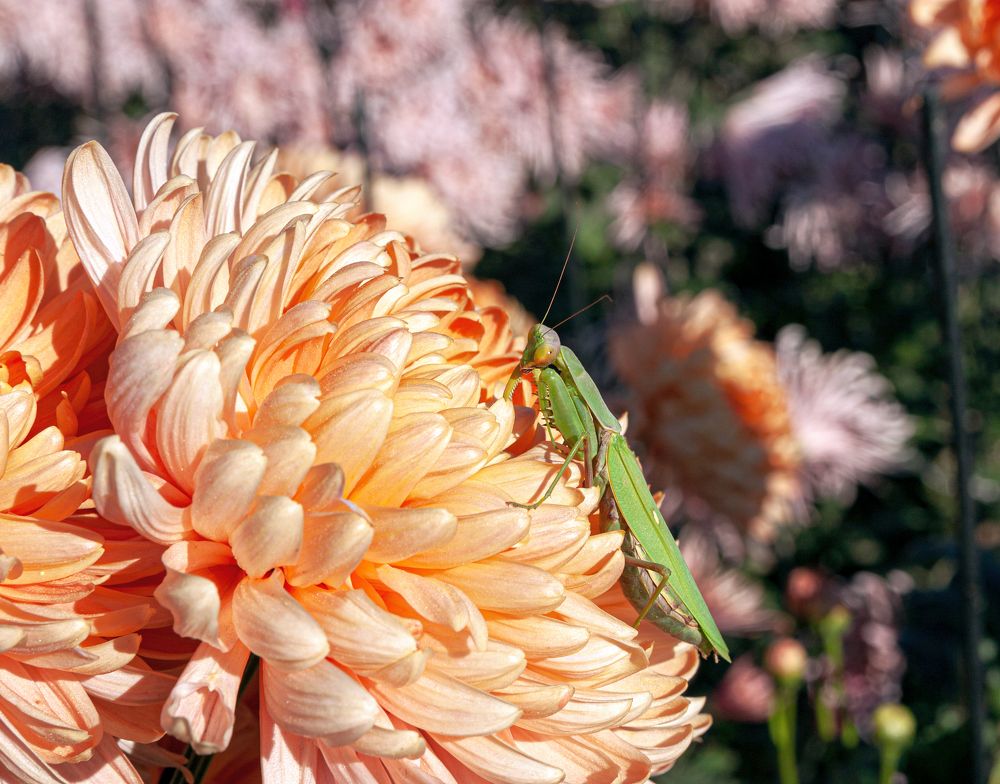 Photograph by Сергей Христинич