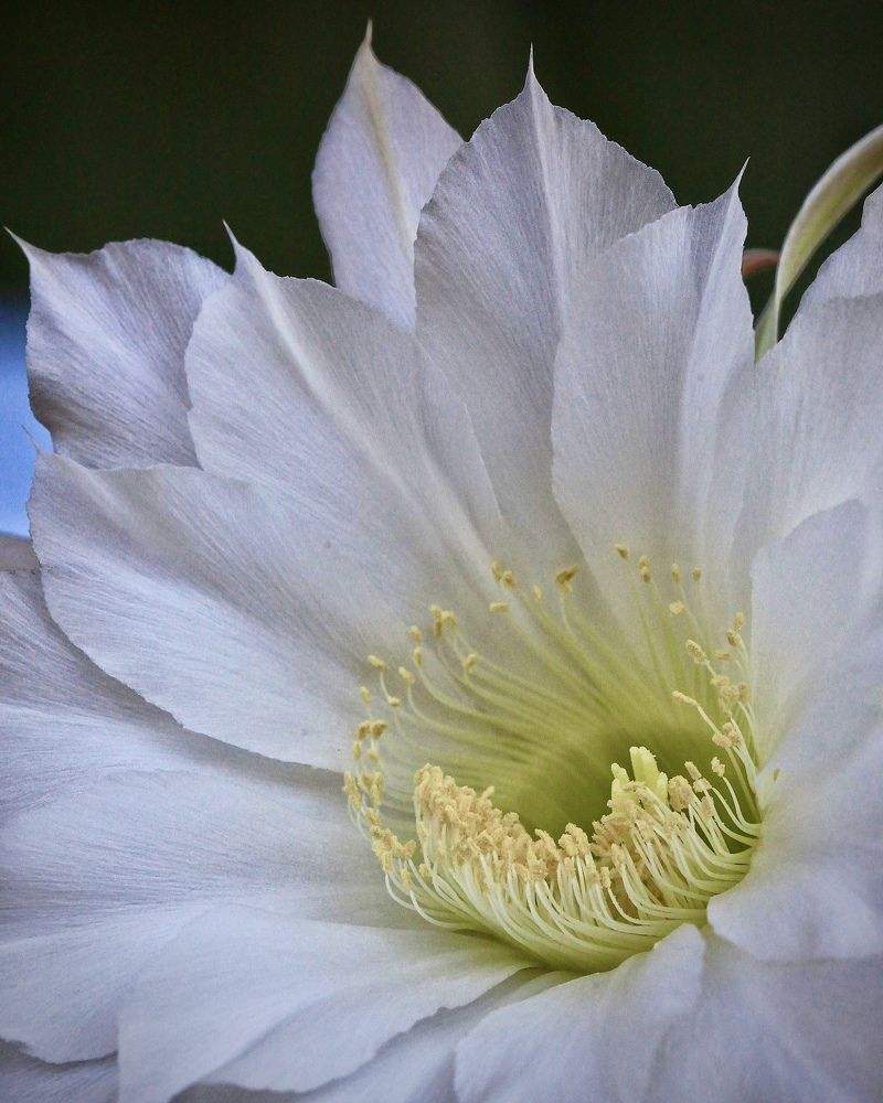 Кактус нежный