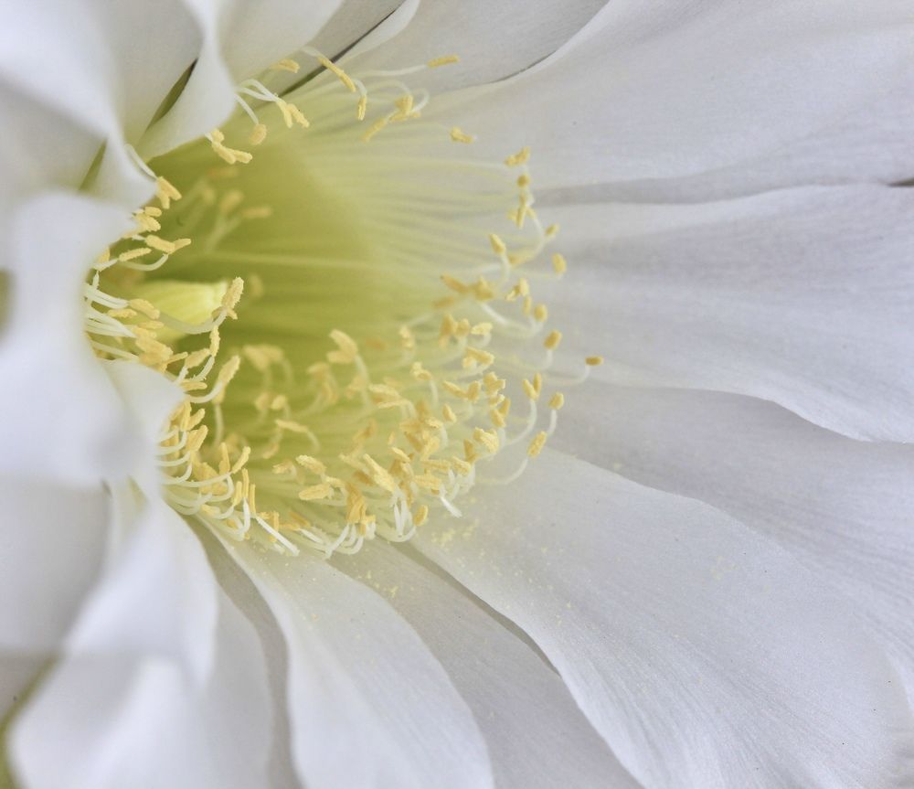 Нежный кактус