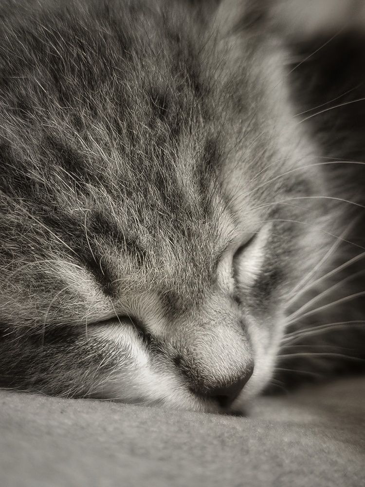 Photograph by Регина Джумалиева