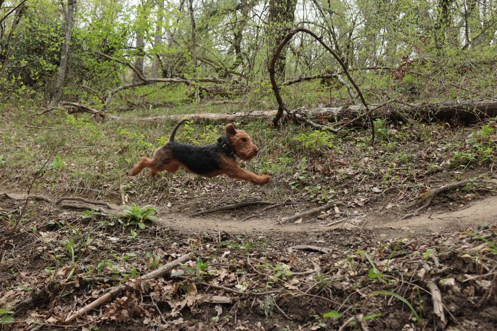 Мчится за добычей!