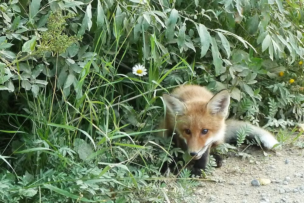 Лисавета здравствуй!