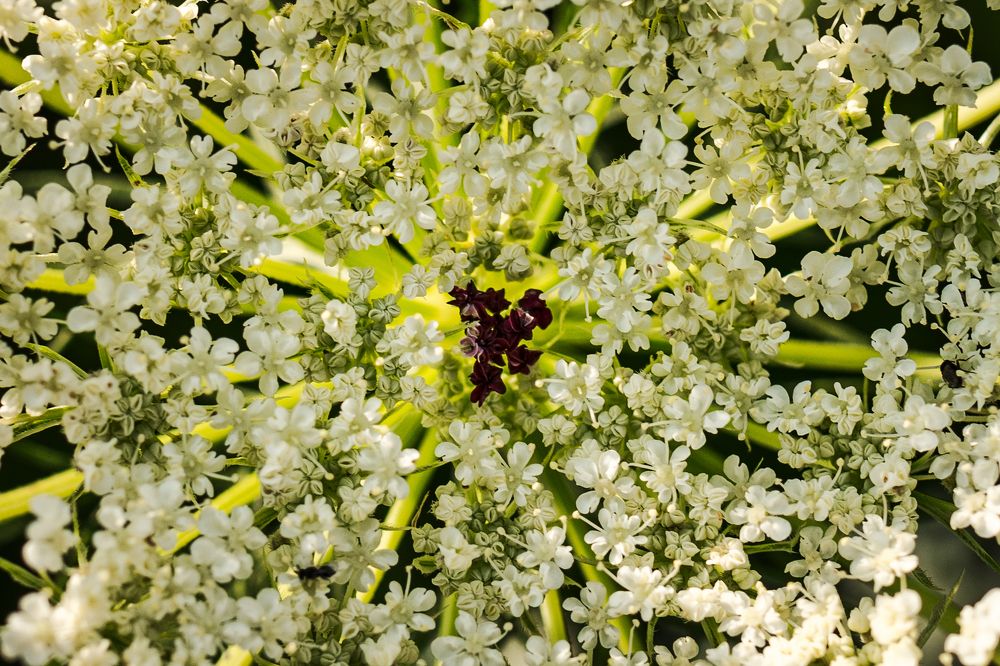 Морковник обыкновенный