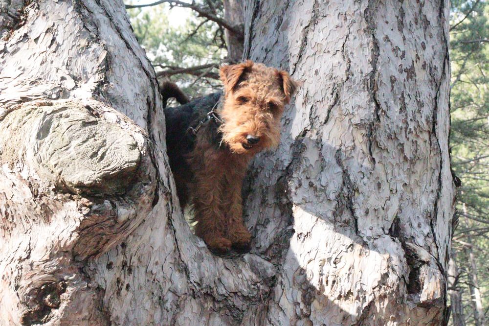 Высоко сижу - далеко гляжу!