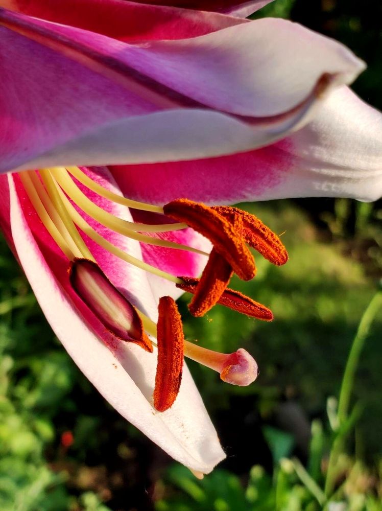 Photograph by Надежда Батракова